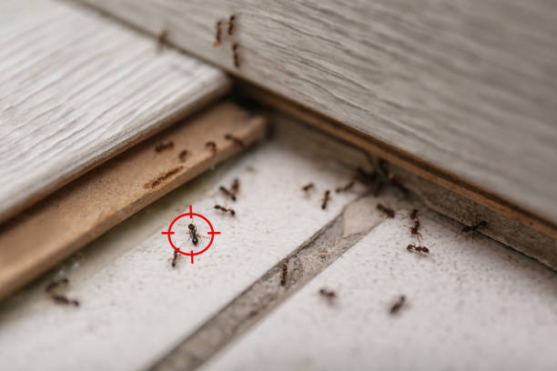 Wasp Removal Services in Grimes, IA